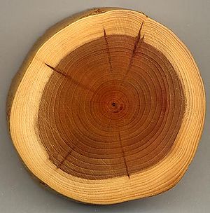 Taxus Wood