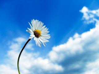 Sky Flower