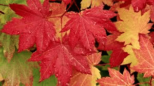 Autumn